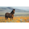 Création de bijoux en crin de cheval et poils d'animaux de compagnie